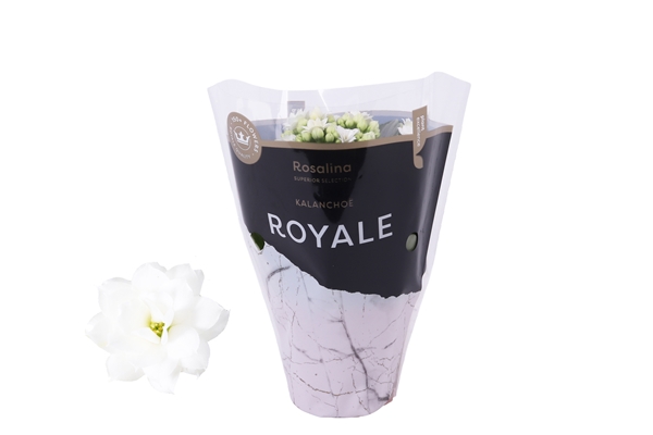 Kalanchoe Calandiva Weiss