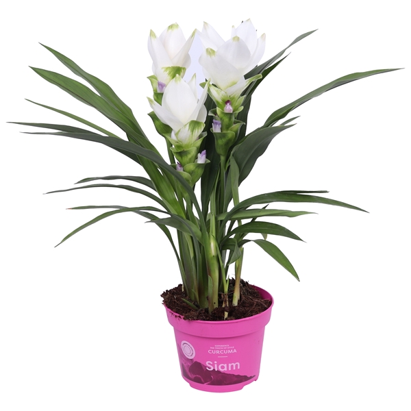 Curcuma Siam Sisto 4+