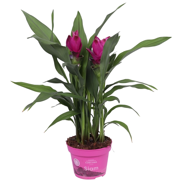 Curcuma Siam Sublime 4+