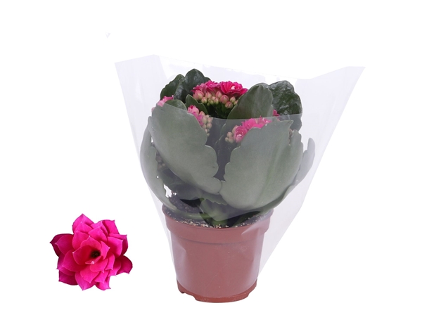 Kalanchoe Rosalina Don Victorio Viollet