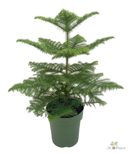 Araucaria Heterophylla