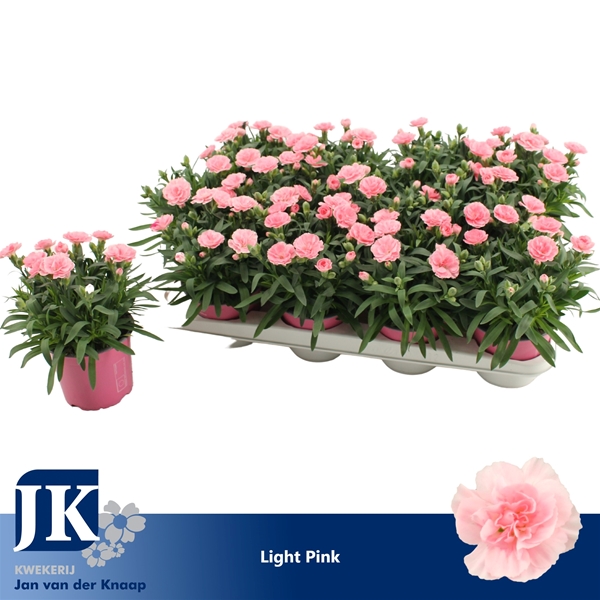 Dianthus Oscar Light Pink