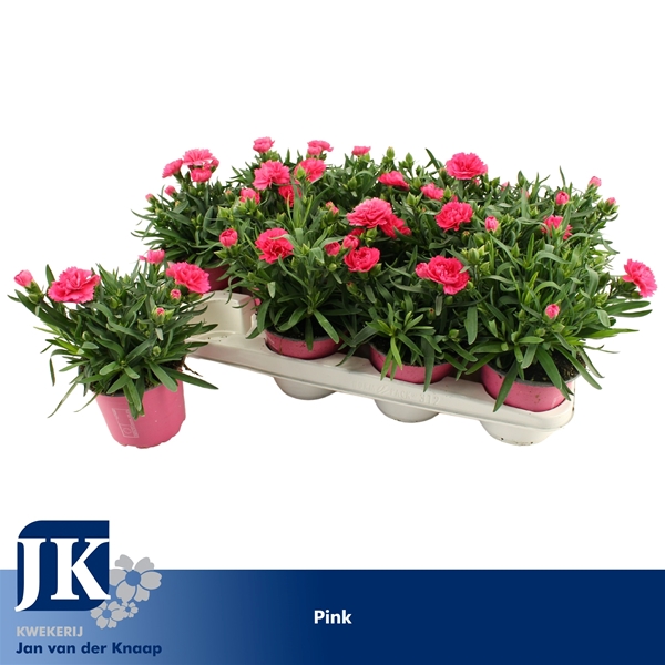 Dianthus Oscar Light Pink
