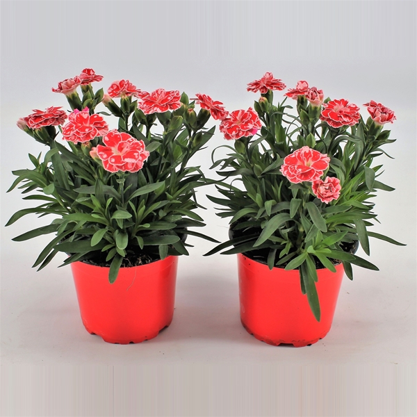 Dianthus Oscar White Red Bicolor