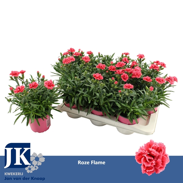 Dianthus Oscar White Red Bicolor