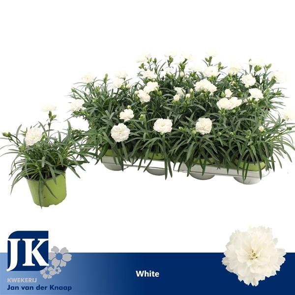 Dianthus Dinah White