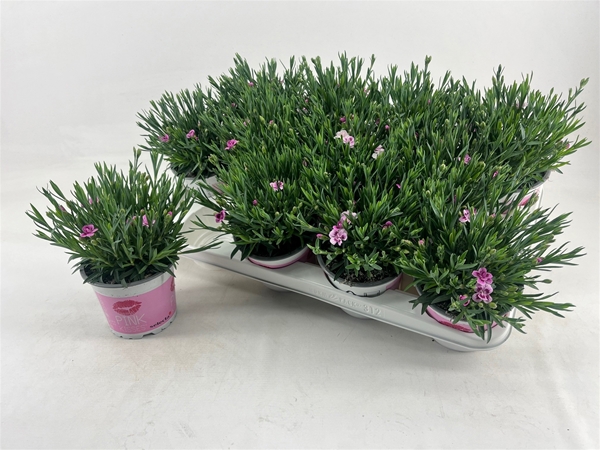 Dianthus Pink Kisses