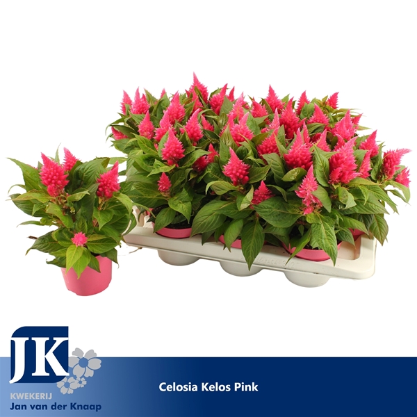Celosia Kelos Fire Rosa