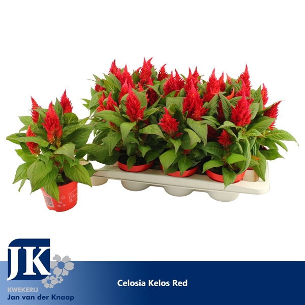 Celosia Kelos Fire Rot