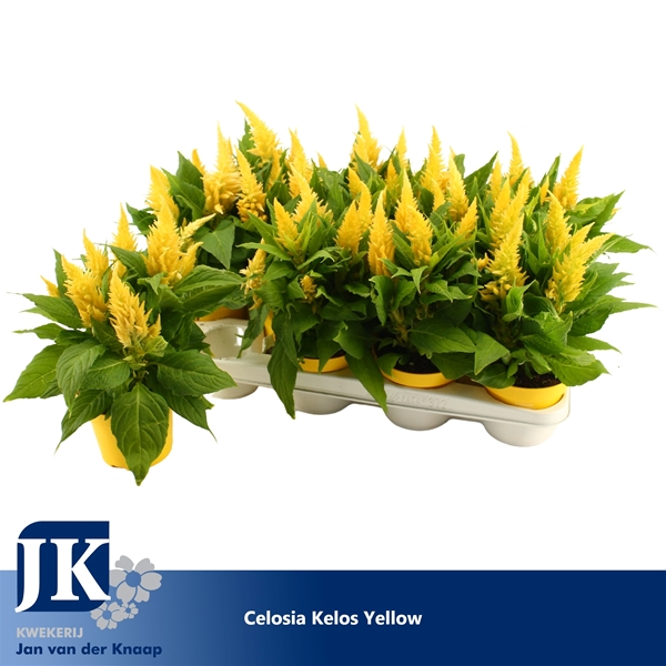 Celosia Kelos Fire Gelb