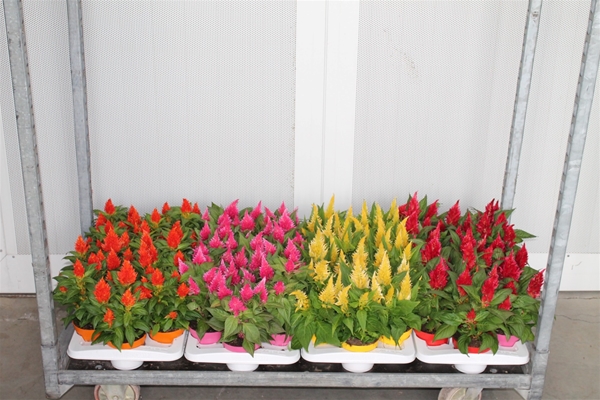 Celosia Kelos Fire Mixlage