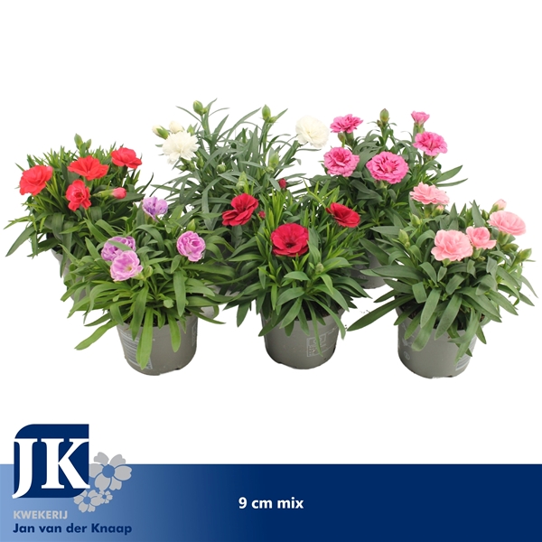 Dianthus Oscar Mix CC