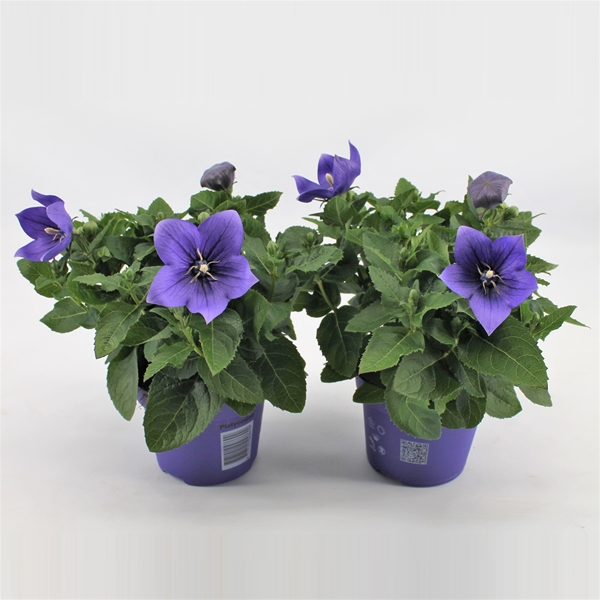 Platycodon Grandiflorus Blau
