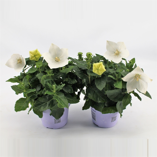 Platycodon Grandiflorus Weiss