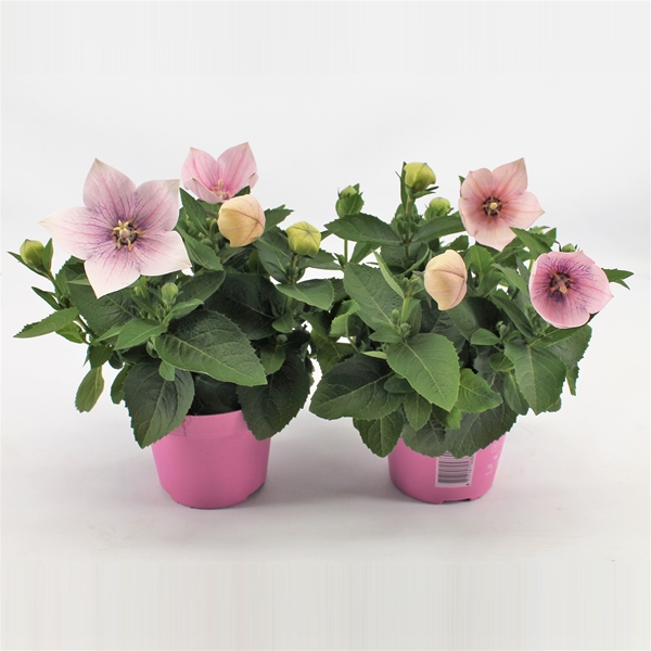 Platycodon Grandiflorus Rosa
