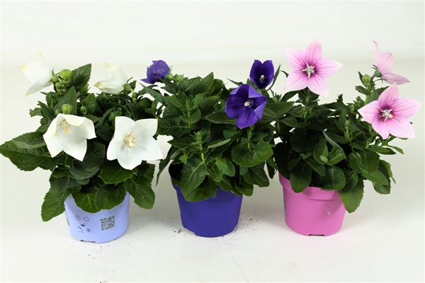 Platycodon  Grandiflorus Mixlage