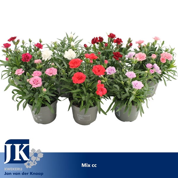 Dianthus Oscar Mix CC