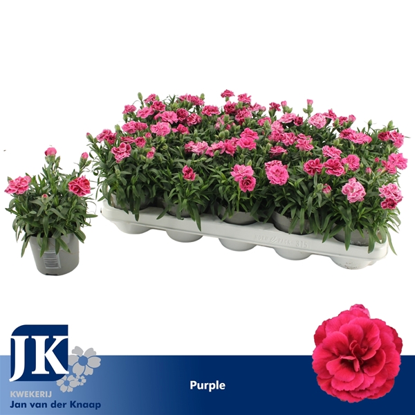 Dianthus Oscar Purple