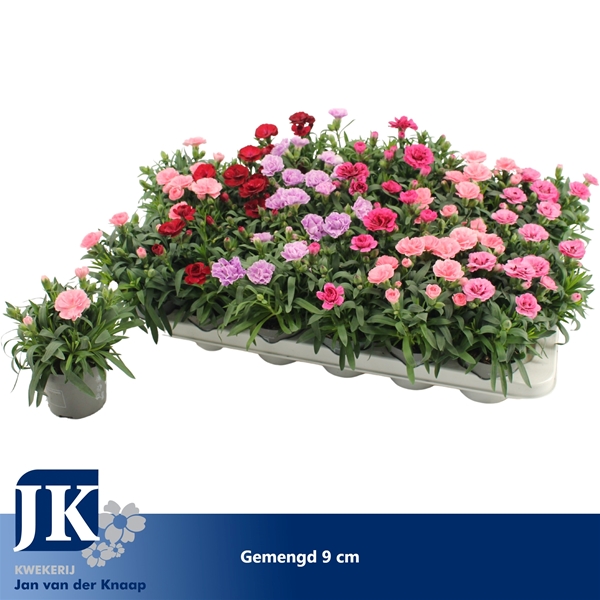 Dianthus Oscar Mixtray
