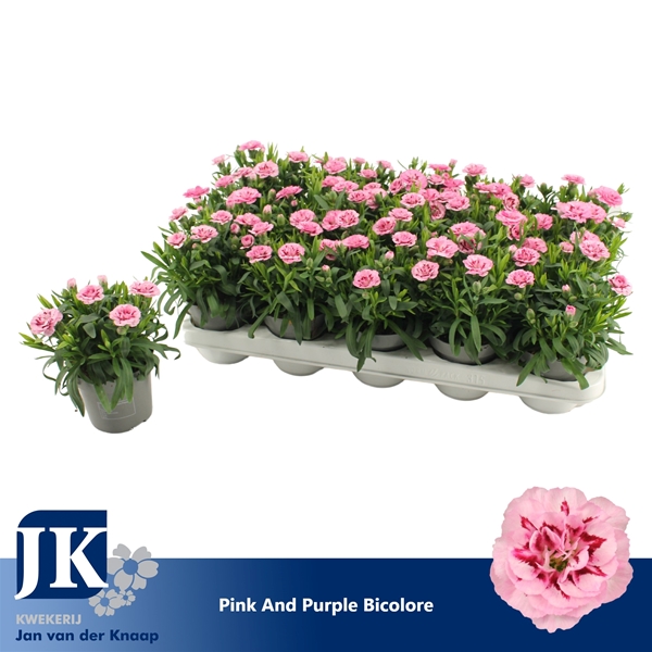 Dianthus Oscar Pink Purple Bicolor