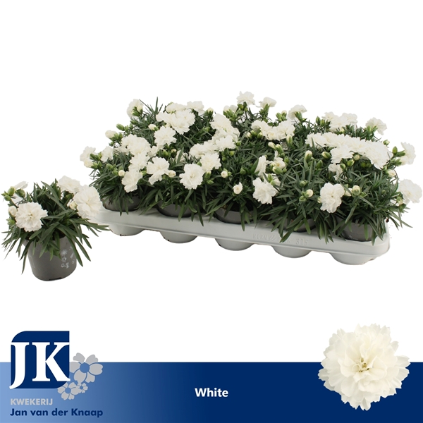 Dianthus Dinah White