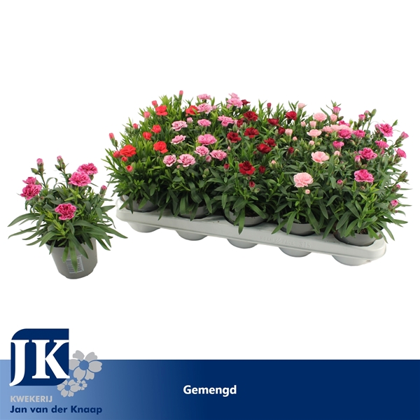 Dianthus Oscar Mixtray