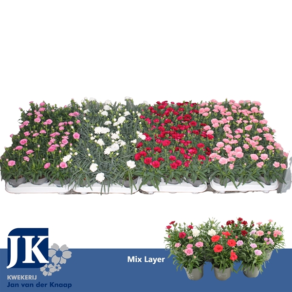 Dianthus Oscar Mixlage