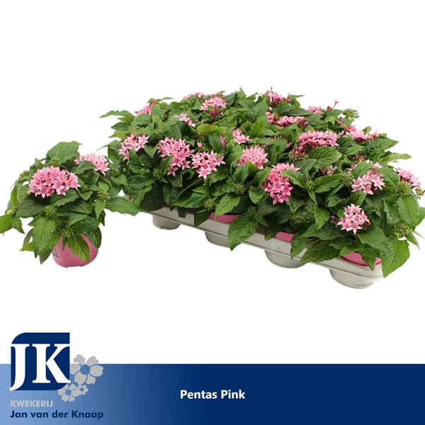 Pentas Graffiti Rosa