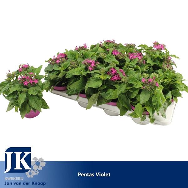 Pentas Graffiti Violett