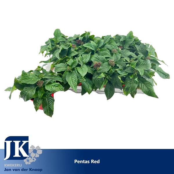 Pentas Graffiti Rot