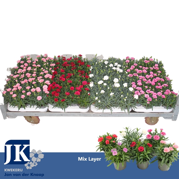 Dianthus Oscar Mixlage