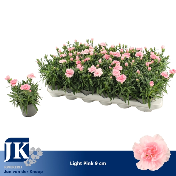 Dianthus Oscar Light Pink