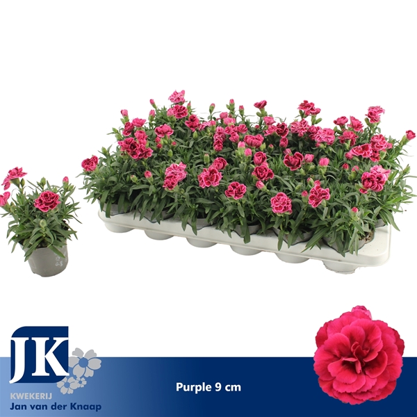 Dianthus Oscar Purple