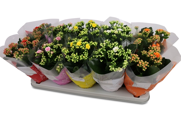 Kalanchoe Calandiva TST Mixlage