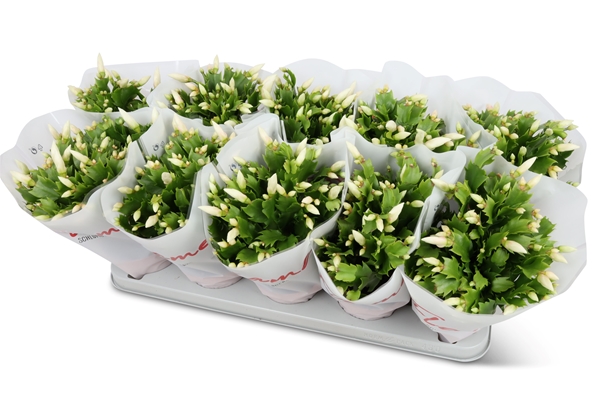 Schlumbergera Flame White