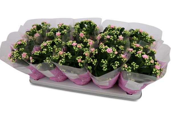 Kalanchoe Calandiva TST Bicolor