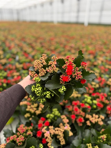 Kalanchoe Calandiva Tricolor