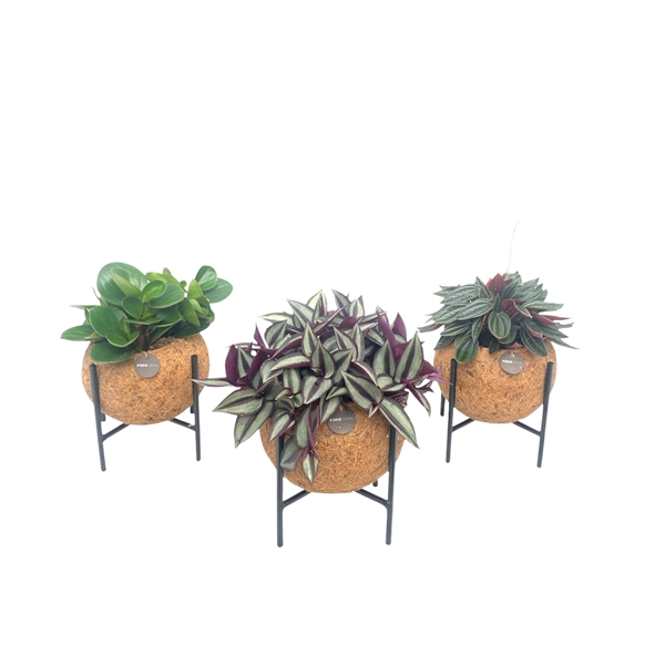 Kokodama Industrial Green Mix