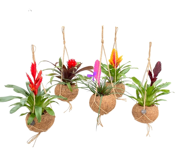 Kokodama Bromelia Mix