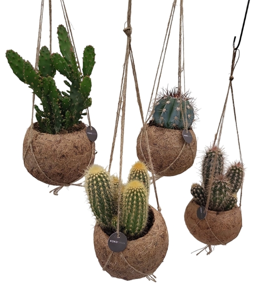 Kokodama Cactus Mix