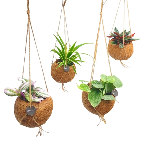 Kokodama Grün Collection