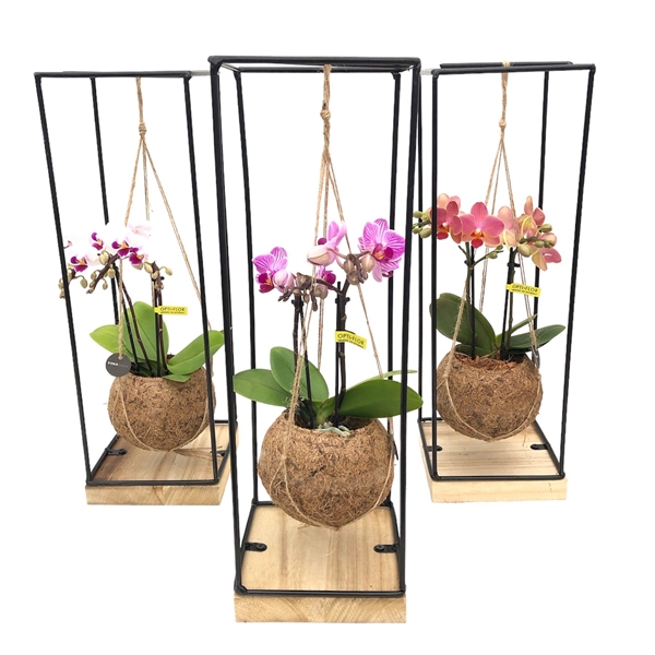 Kokodama Industrial Hanging Phalaenopsis Mix