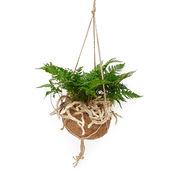 Kokodama Humata