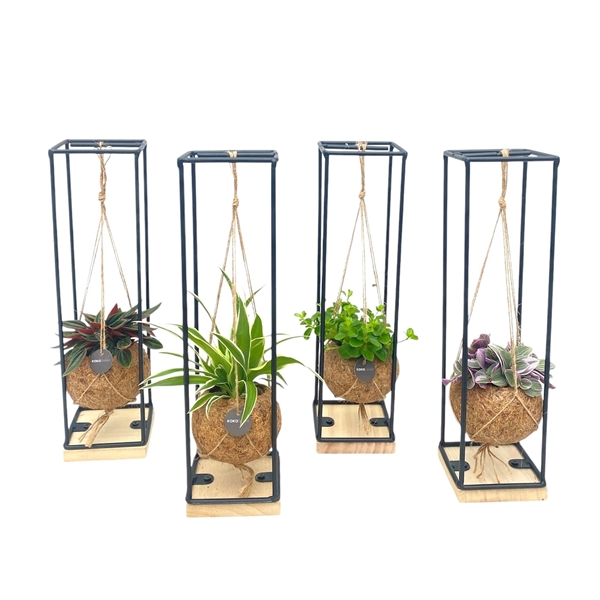 Kokodama Industrial Hanging Green Mix