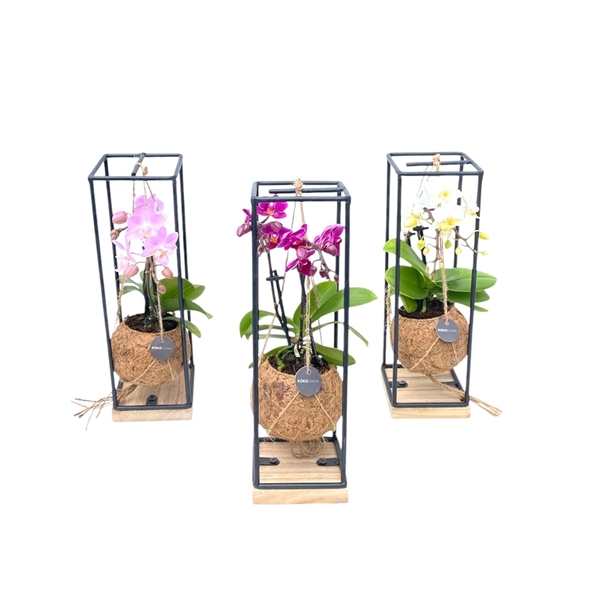 Kokodama Industrial Hanging Phalaenopsis Mix
