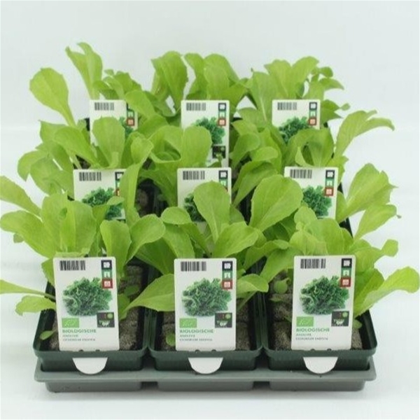 Endivie BIO