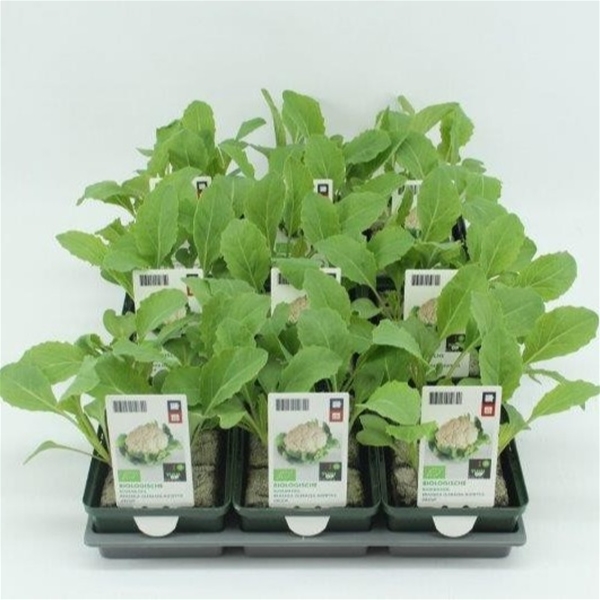 Blumenkohl BIO
