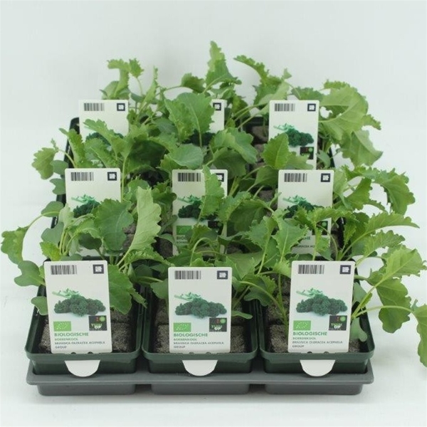 Grunkohl BIO