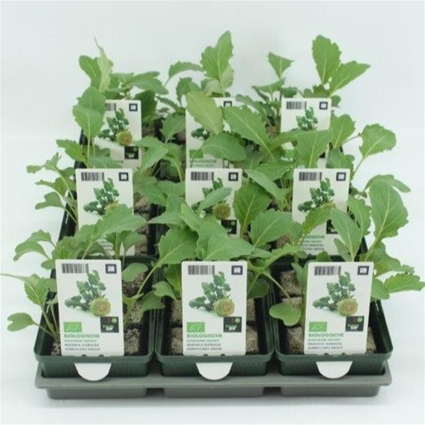 Kohlrabi Superschmelz BIO