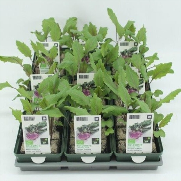 Roter Kohlrabi BIO